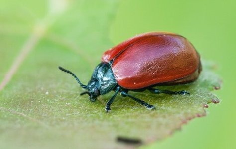 Scarab Ransomware Uses Necurs to Spread to Millions of Inboxes