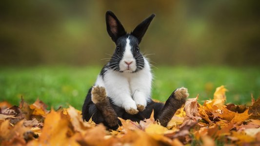 BunnyLoader Malware Targets Browsers and Cryptocurrency