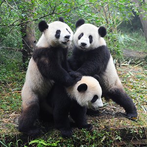 Panda Labs Detects Itself as Malware