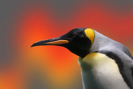 Zero-day security hole in BackTrack Linux uncovered by student