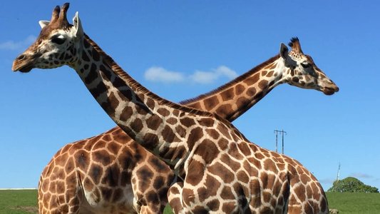Irish Wildlife Park Warns Customers to Cancel Credit Cards Following Breach