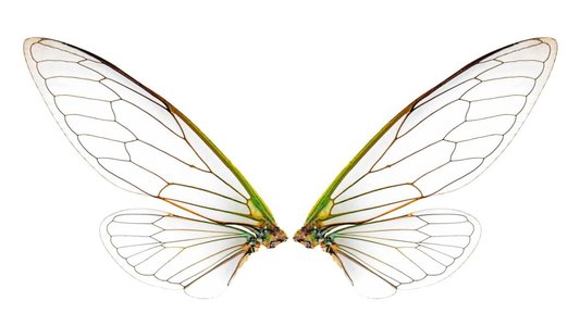 Cicada3301 Ransomware Group Emerges From the Ashes of ALPHV