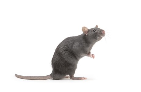 Malicious JavaScript Loader is a Multi-RAT Dispenser