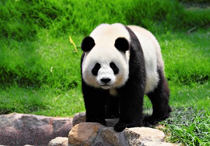 Deep Panda Shifts Cyber-spying Focus to the Middle East