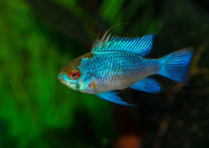 DHS Releases Analysis of ELECTRICFISH Malware