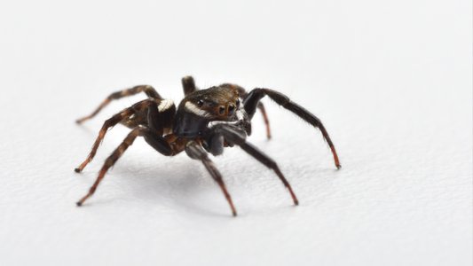 Scattered Spider Now Affiliated with RansomHub Following BlackCat Exit