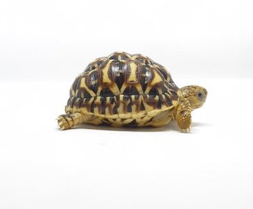 New Attack Group Targets Saudi IT Providers