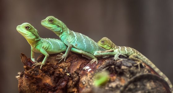 Lizard Squad Hacker-Teens Arrested and Charged
