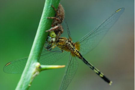 Dragonfly Compromises Core Router to Attack Critical Infrastructure
