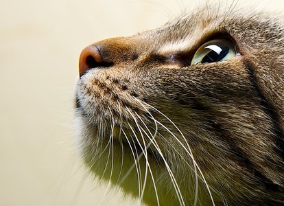 Cat Loving Japanese Hacker Gets Eight Years