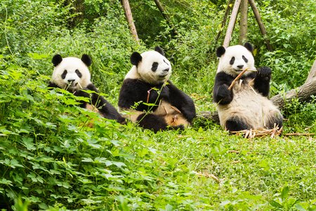 Just in Time for the Olympics, Panda Zeus Chomps Into Brazil