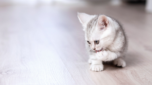 Charming Kitten’s PowerStar Malware Evolves with Advanced Techniques