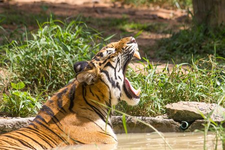Asia Tigers Set to Roar with 2015 Mobile DDoS Blitz