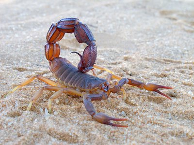 Skorpion Charger Hopes to Take the Sting Out of Android Malware