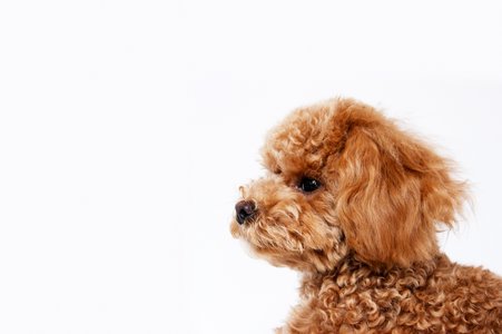 Poodle returns to torment 10% of Global Sites