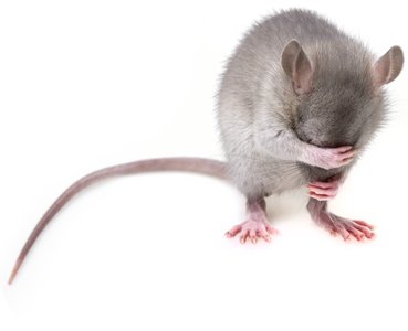 IcoScript RAT Hides Behind Yahoo! Email Addresses