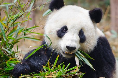 Panda Stealer Targets Crypto Wallets
