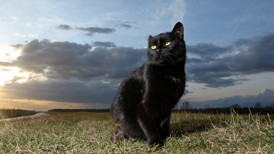 BlackCat Rises: Infamous Ransomware Gang Defies Law Enforcement