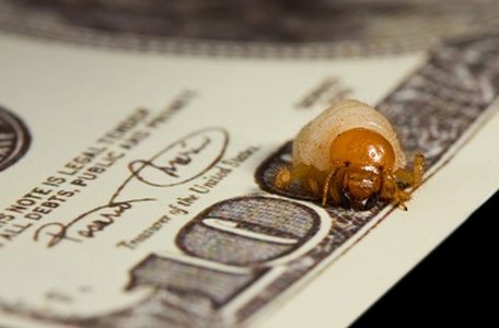 Bug Bounties Paid for Deep Testing and Less for Traditional Flaws