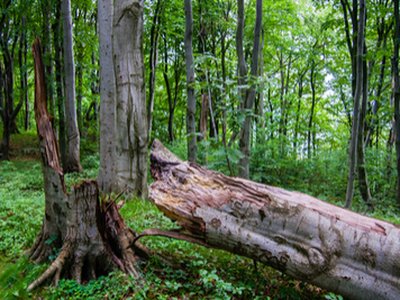 Rosenstein Warns Russia Is Only One Tree in Forest