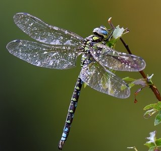 US Government Warns CNI Firms of Dragonfly Attacks