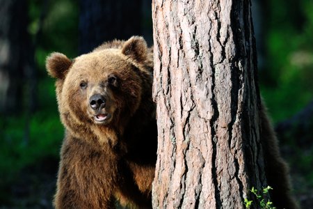 Energetic (Russian) Bear Attacking Western Energy Sector