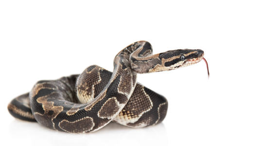 Python Package Index Targeted Again By VMConnect