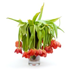 Magecart Delivers Malware to 1-800-FLOWERS