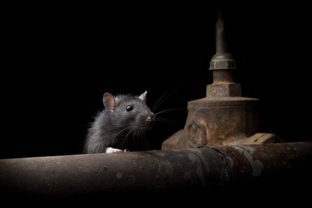 FAKEM RATs disguise their network traffic as legitimate