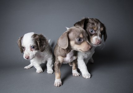 One Charged in Puppy Scam