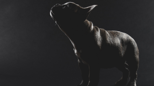 Pet Dog Unmasks Drug Trafficker on Encrypted Chat