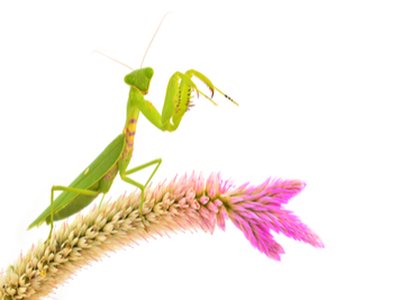 Roaming Mantis Preys on Multilingual Victims