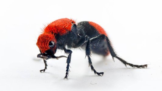Cisco Patches Zero-Day Bug Used by Chinese Velvet Ant Group