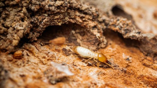 Unmasking Termite, the Ransomware Gang Claiming the Blue Yonder Attack