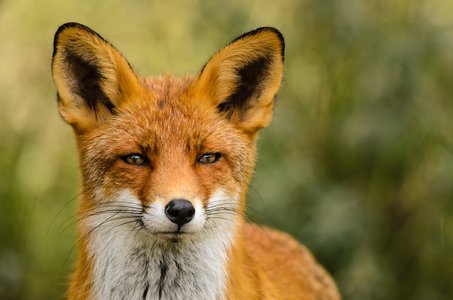 Mozilla Patches 17 Security Holes with Firefox 36