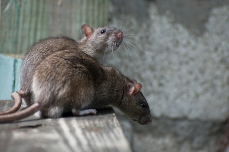 Nation-State RAT Attack Vectors Get Smarter