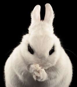 TaskRabbit Takes Site Offline After Security Incident