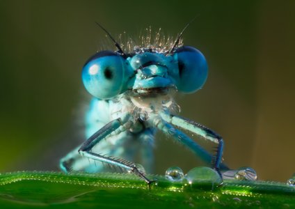 Web App Bugs Drove Multiple Breaches Per Firm in 2020