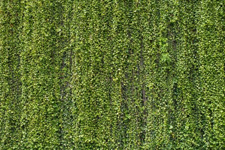 Devil's Ivy Open-Source Flaw Impacts Tens of Millions of IoT Devices