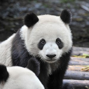 WatchGuard Completes Panda Acquisition