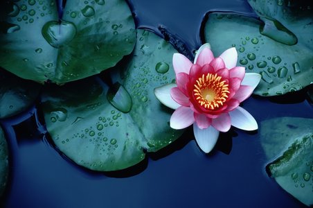 Operation Lotus Blossom Sets Sights on Asian Military
