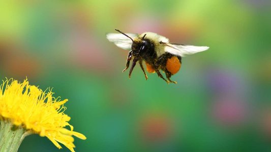 Netskope Reports Possible Bumblebee Loader Resurgence