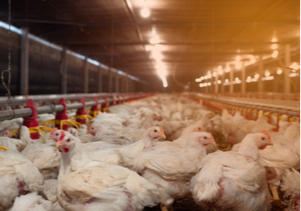 Chickens Baked Alive Due to Computer Glitch