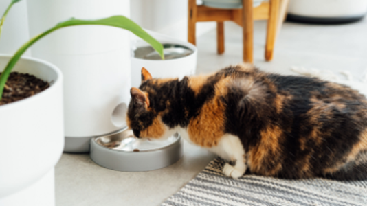 Smart Pet Feeders Expose Personal Data
