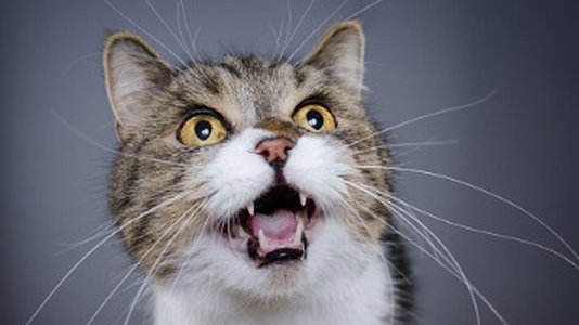 Over 1500 Exposed Online Databases Wiped by “Meow” Attacker