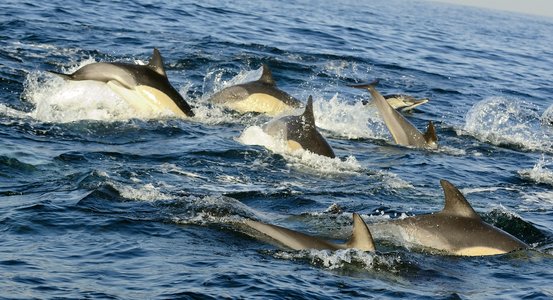 #OpKillingBay Expands Target Focus