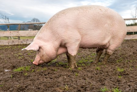 Moonpig Flaw Leaves User Info Exposed for Over a Year