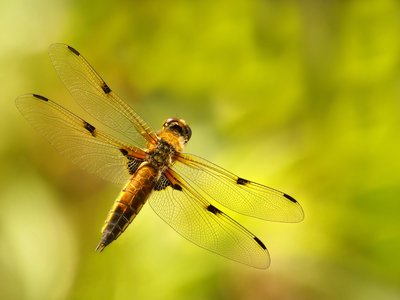 Dragonfly/Havex Targeting Pharmaceutical Sector