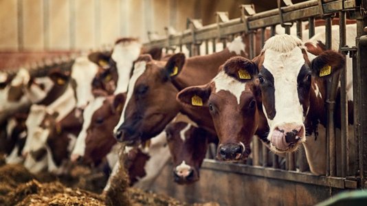 Meat Processing Giant JBS Pulls IT Plug After Cyber-Attack