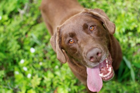 Dog Helps Kids Stay Safe Online